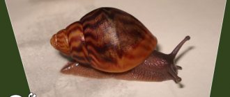 African snail Achatina in cosmetology