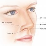 Anatomy of the visible part of the nose