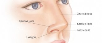 Anatomy of the visible part of the nose