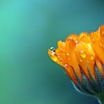 calendula