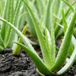 aloe leaves