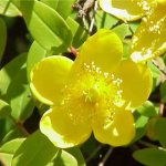 evening primrose oil for face