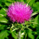 milk thistle oil for face