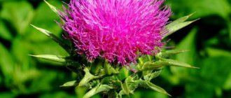 milk thistle oil for face