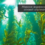 Морские водоросли являются основой альгинатных масок