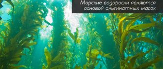 Морские водоросли являются основой альгинатных масок