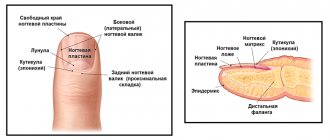 Paronychia - Inflammation around the nail: how to remove redness? photo 