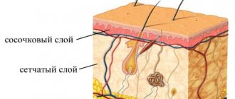 papillary dermis