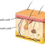 papillary dermis