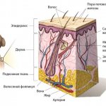 Skin structure