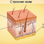 строение кожи