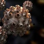 human papilloma virus.