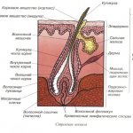 hair follicle diagram