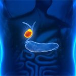 Gallbladder in humans